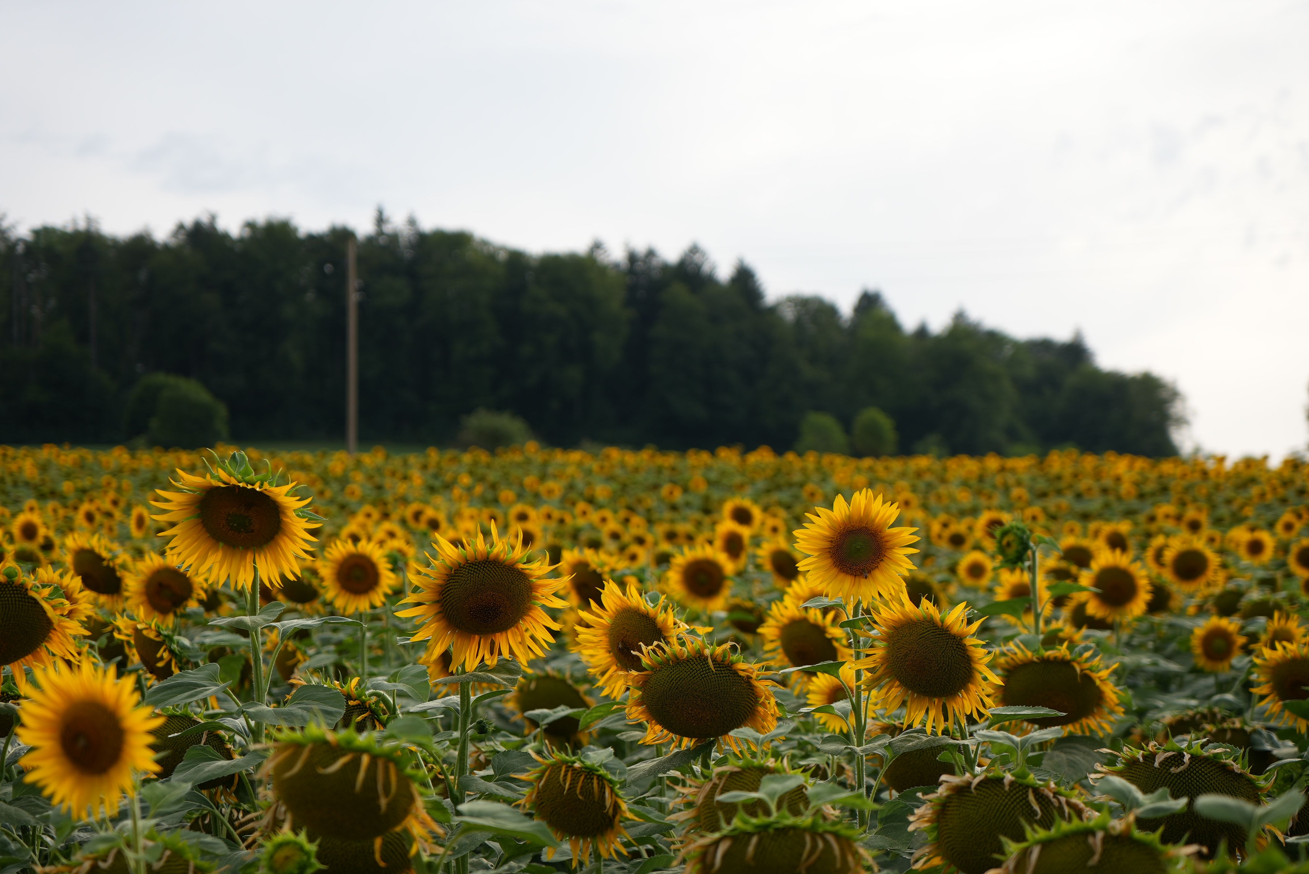 A field of sunflowers, beautiful but all more or less alike