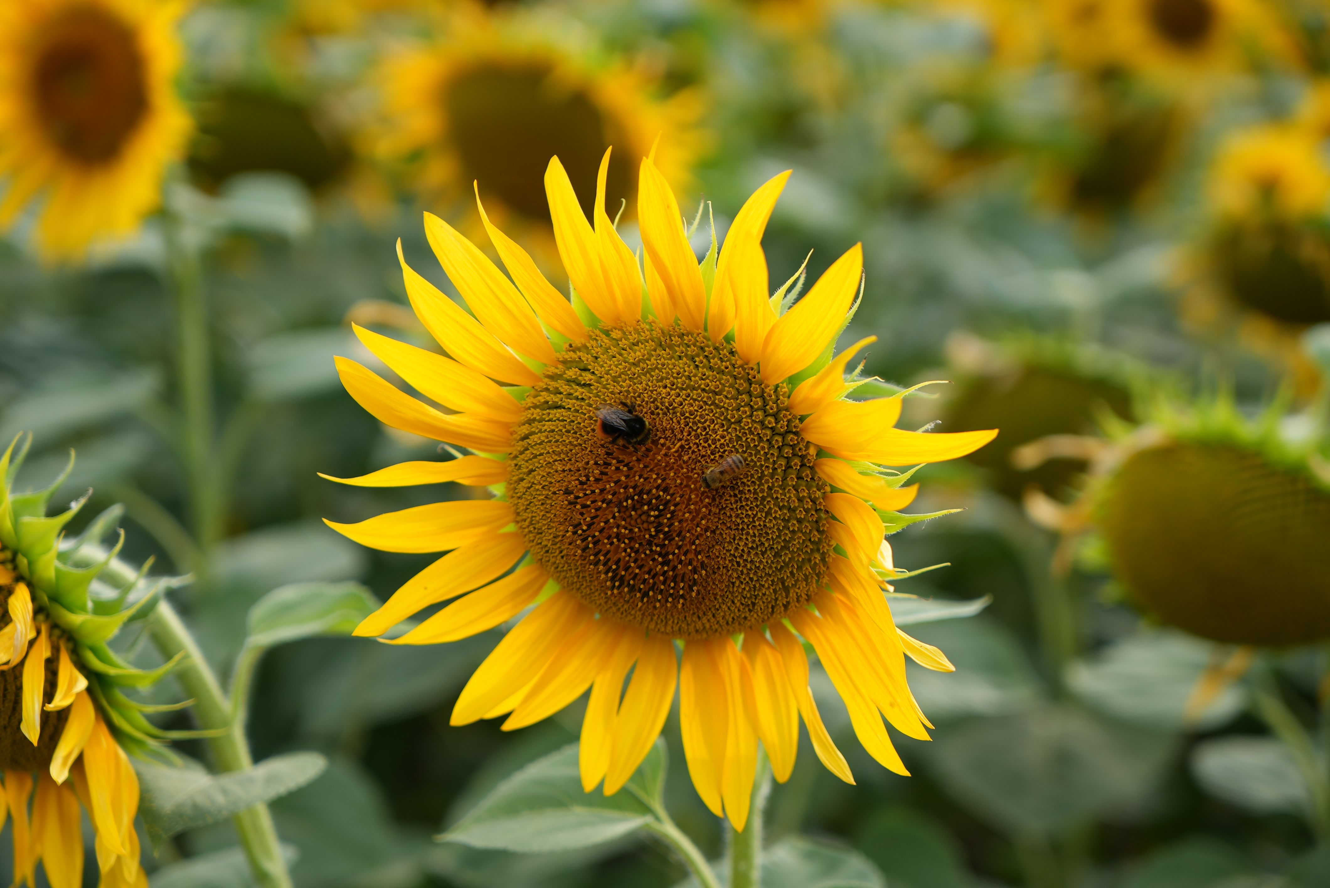 A bee and a bumblebee sharing a sunflower together